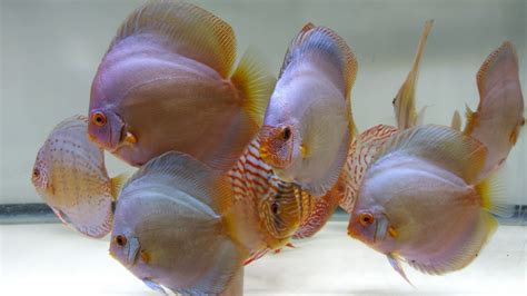 discus fish for sale near me|Austin Texas Discus. Our fish are born and raised in Texas..